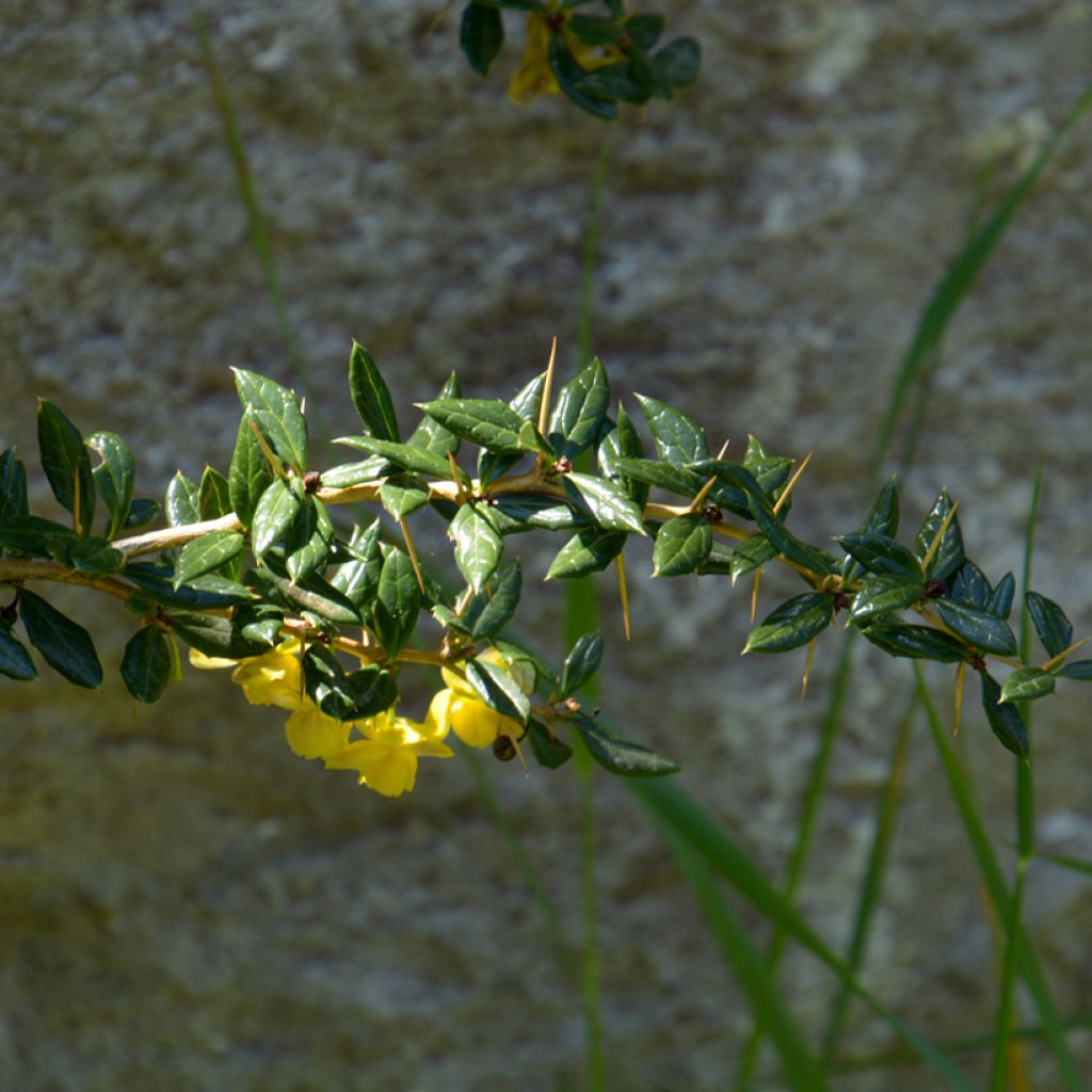 Berberis frikartii Amstelveen - Crespino