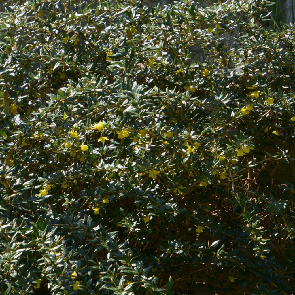 Berberis frikartii Amstelveen - Crespino