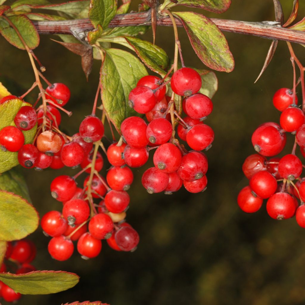 Berberis koreana - Crespino