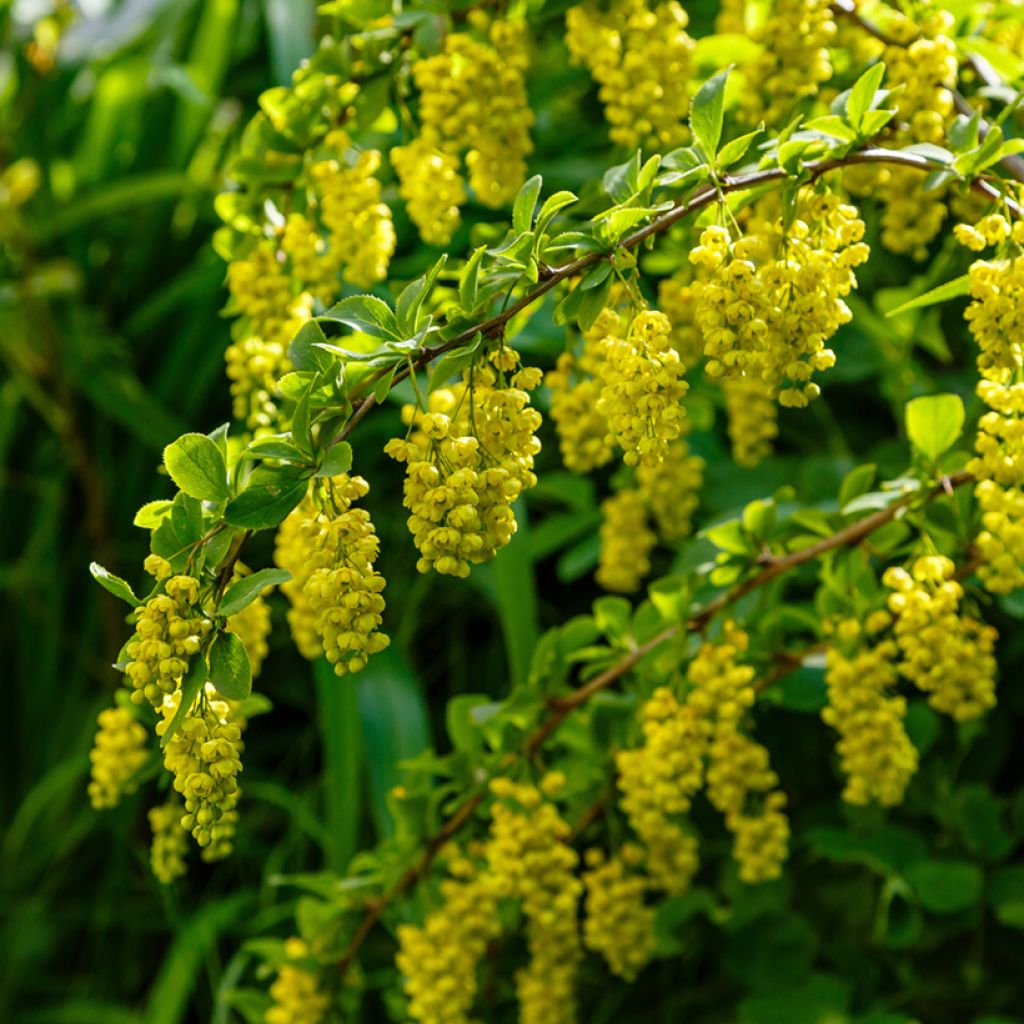 Berberis koreana - Crespino