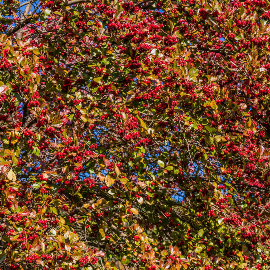 Berberis koreana - Crespino