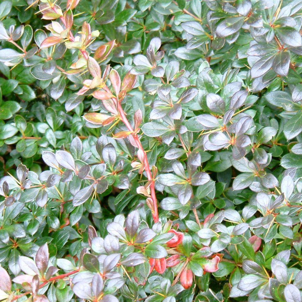 Berberis media Red Jewel - Crespino