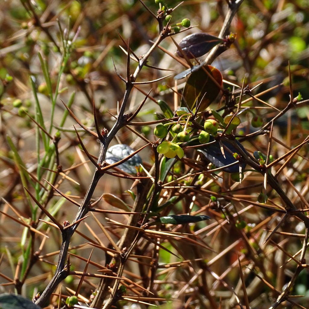 Berberis media Red Jewel - Crespino