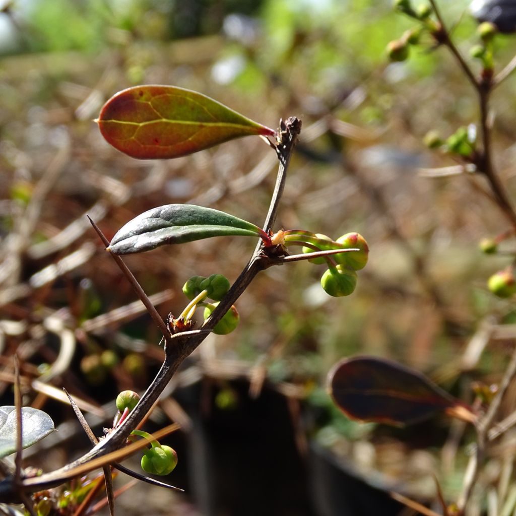 Berberis media Red Jewel - Crespino