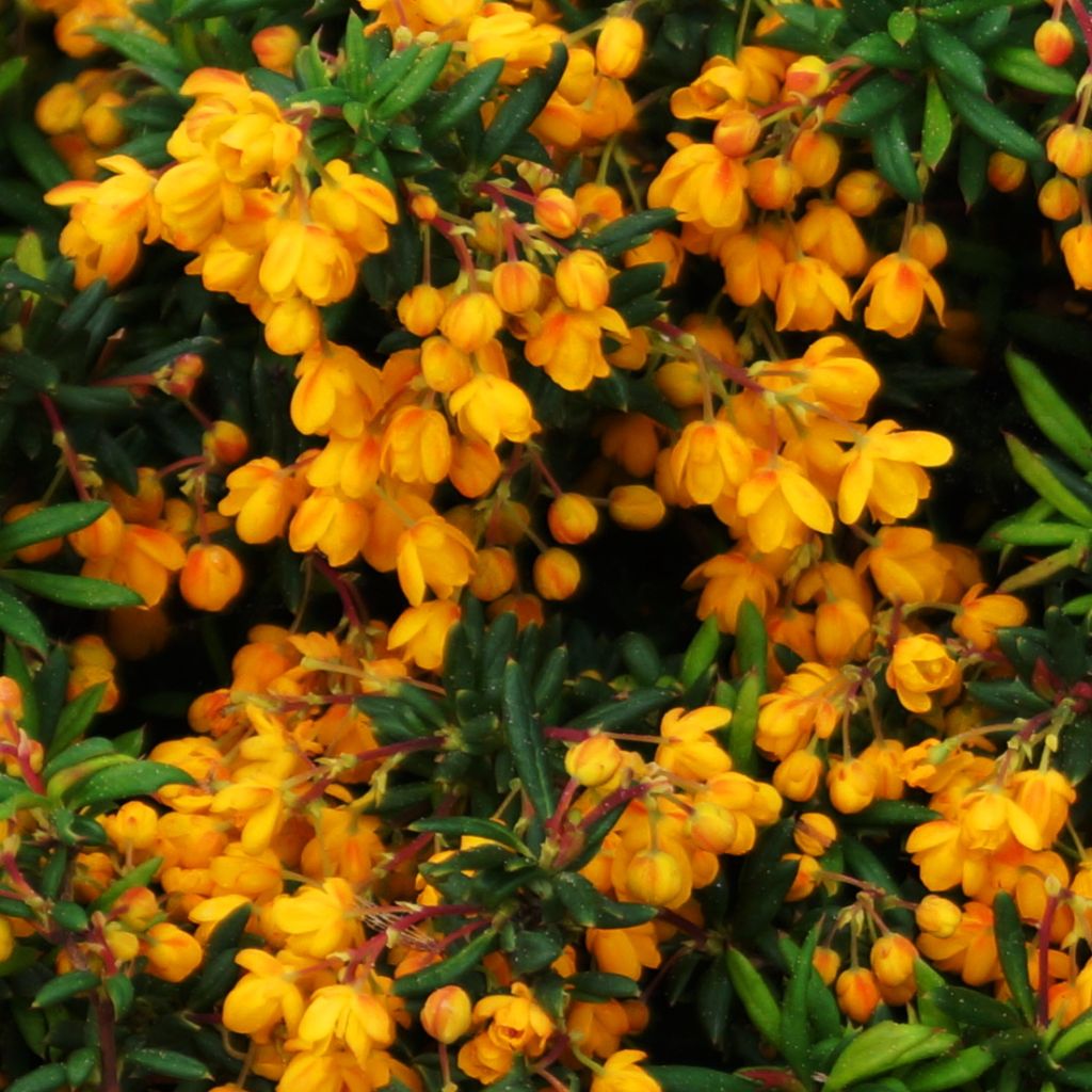 Berberis stenophylla Corallina Compacta - Crespino