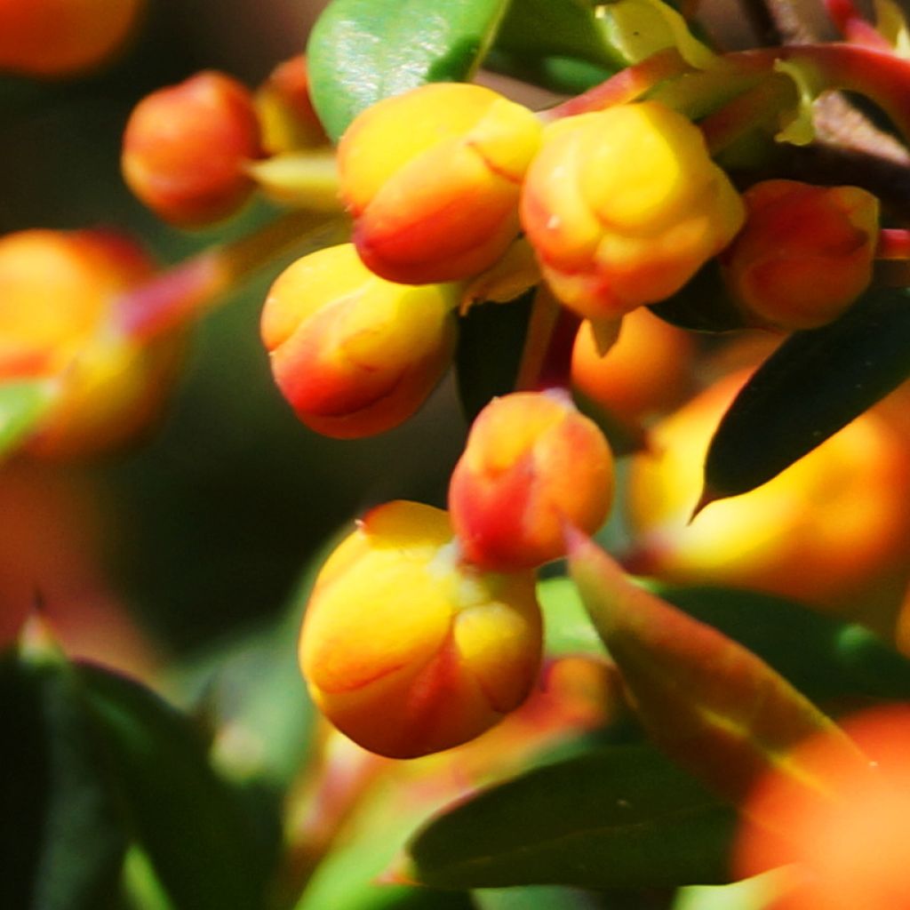 Berberis stenophylla Corallina Compacta - Crespino