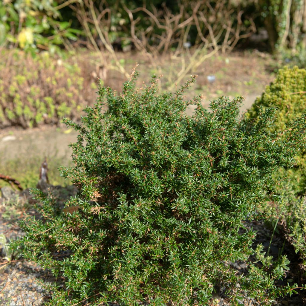 Berberis stenophylla Corallina Compacta - Crespino