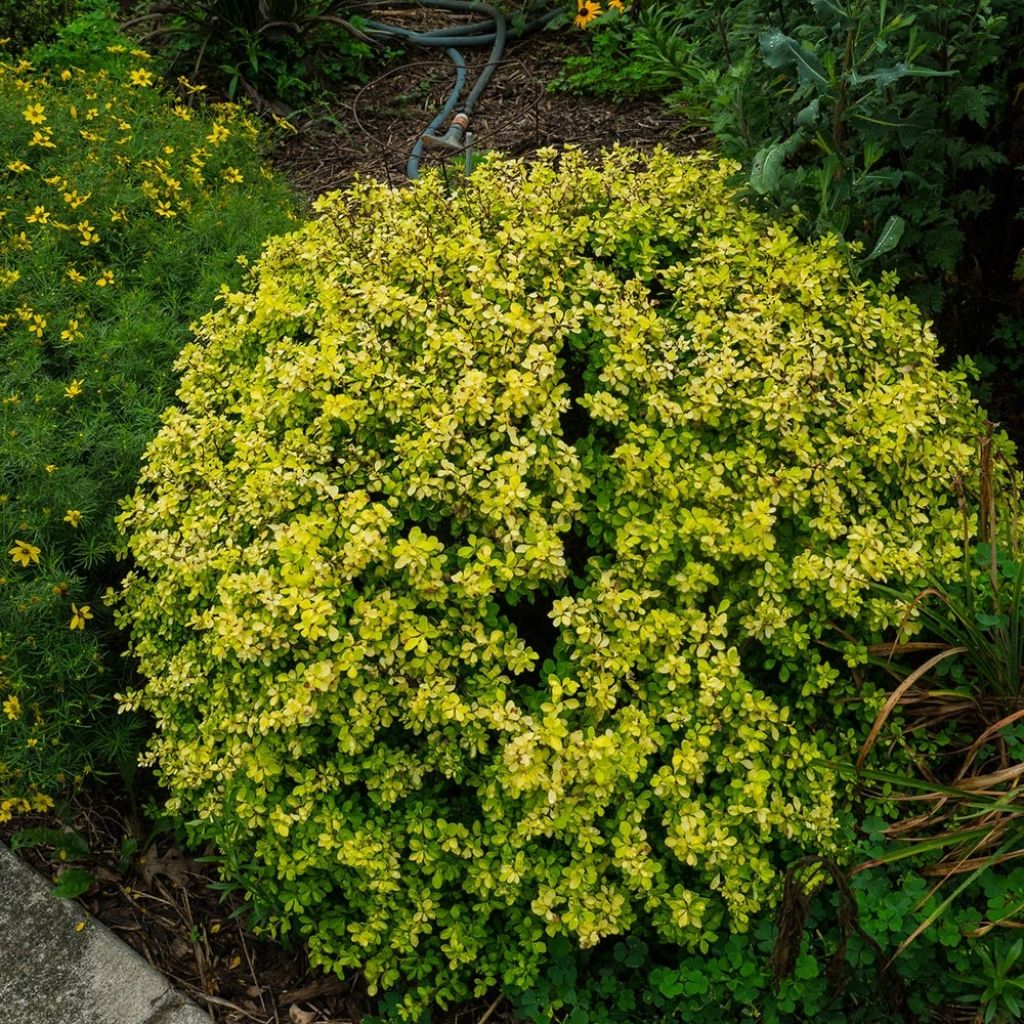 Berberis thunbergii Bonanza Gold - Crespino giapponese