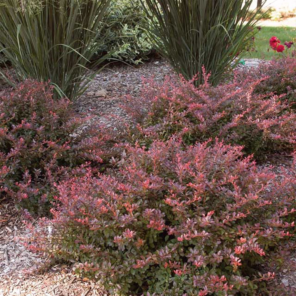 Berberis thunbergii Cabernet - Crespino giapponese