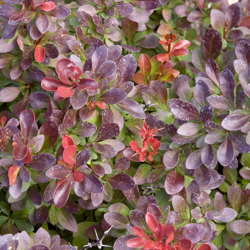Berberis thunbergii Cabernet - Crespino giapponese