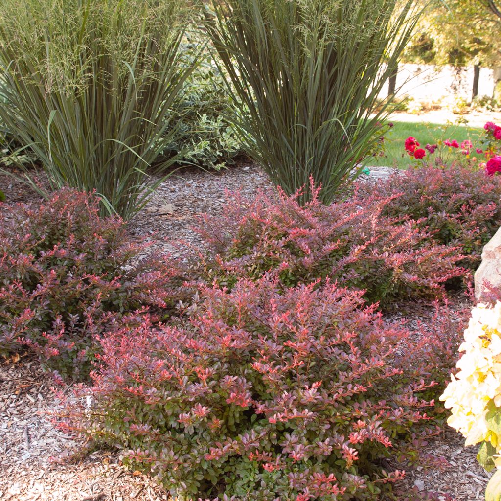 Berberis thunbergii Cabernet - Crespino giapponese