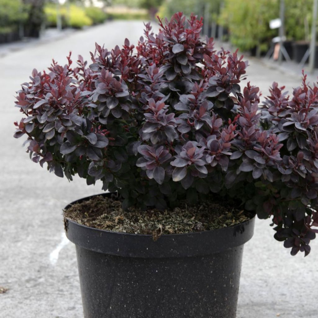 Berberis thunbergii Concorde - Crespino giapponese