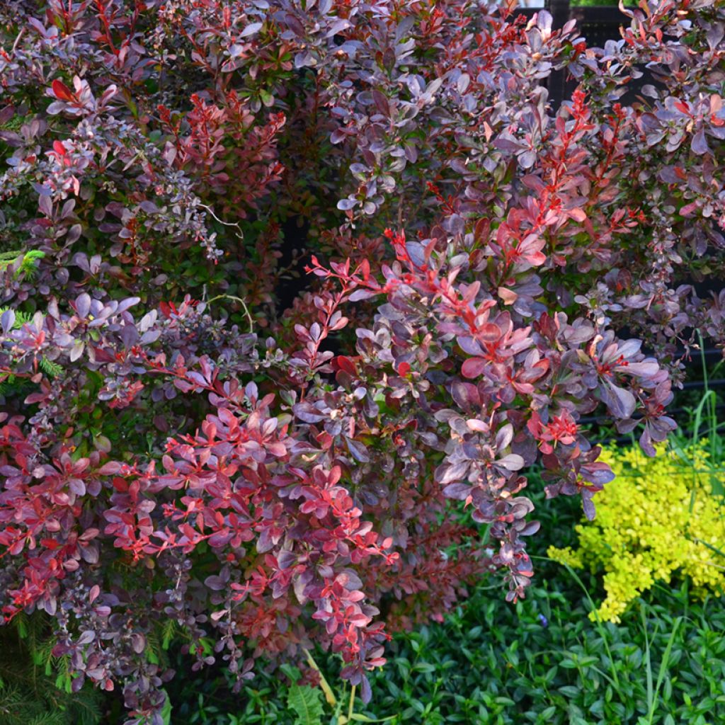 Berberis thunbergii Concorde - Crespino giapponese