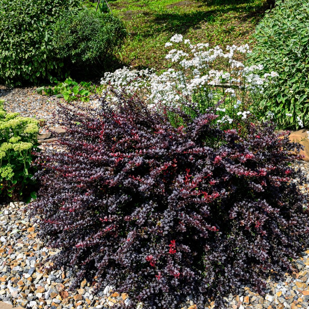 Berberis thunbergii Concorde - Crespino giapponese