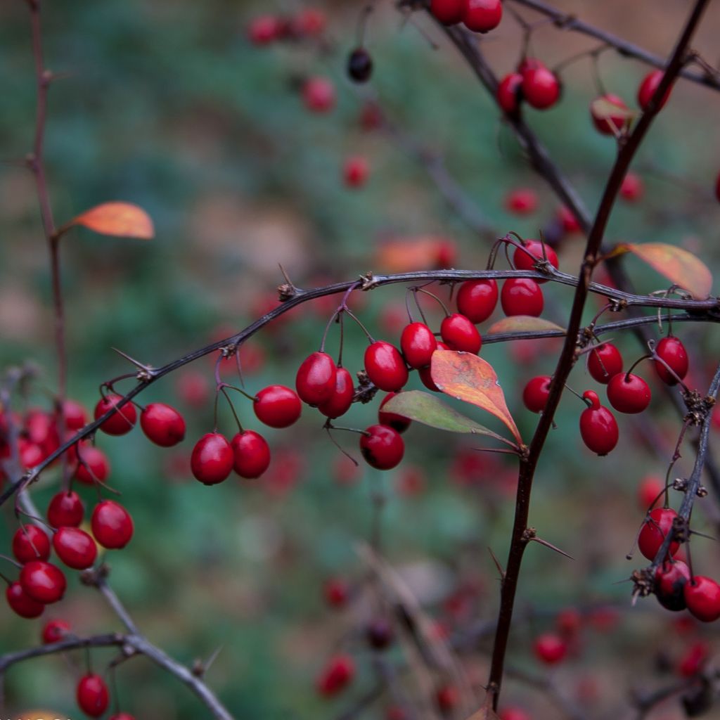 Berberis thunbergii Fireball - Crespino giapponese