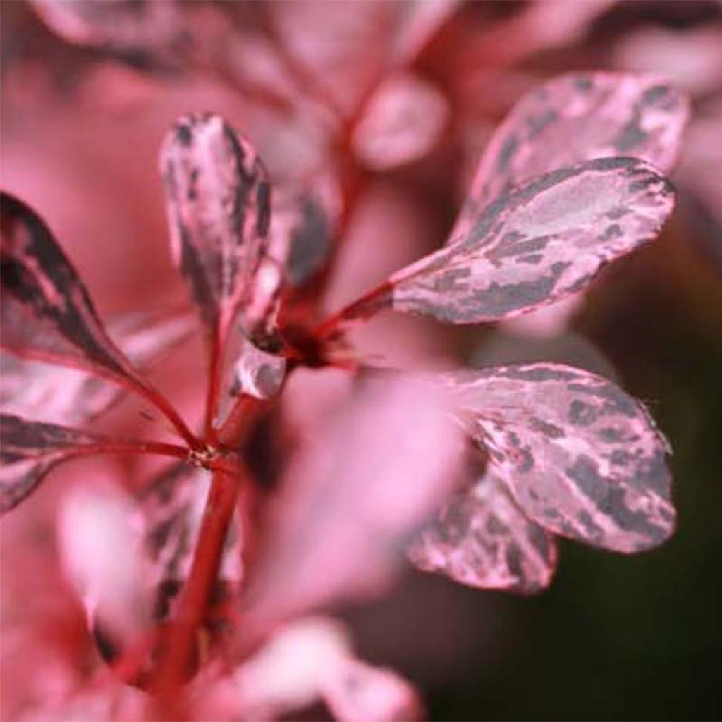 Berberis thunbergii Harlequin - Crespino giapponese