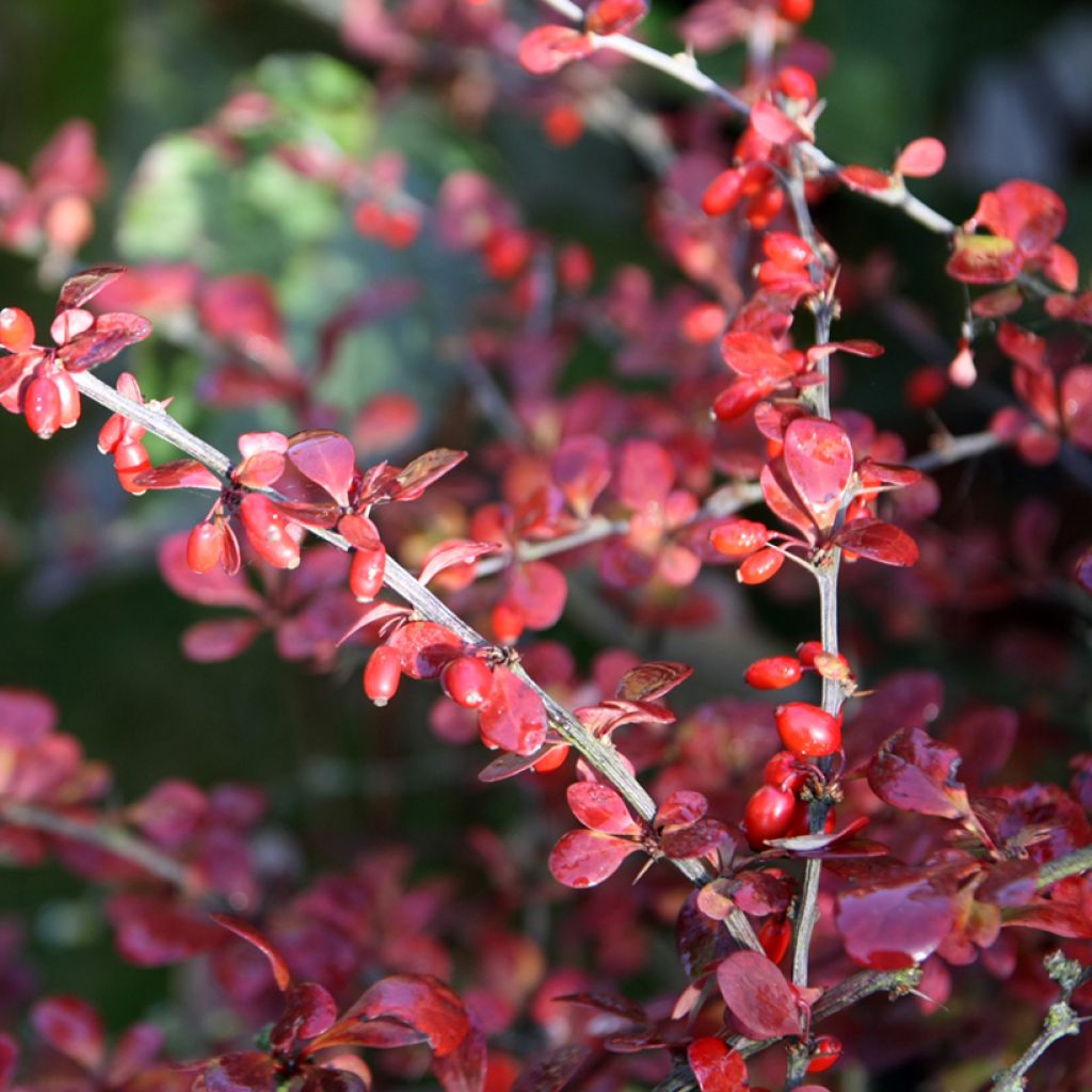 Berberis thunbergii Harlequin - Crespino giapponese