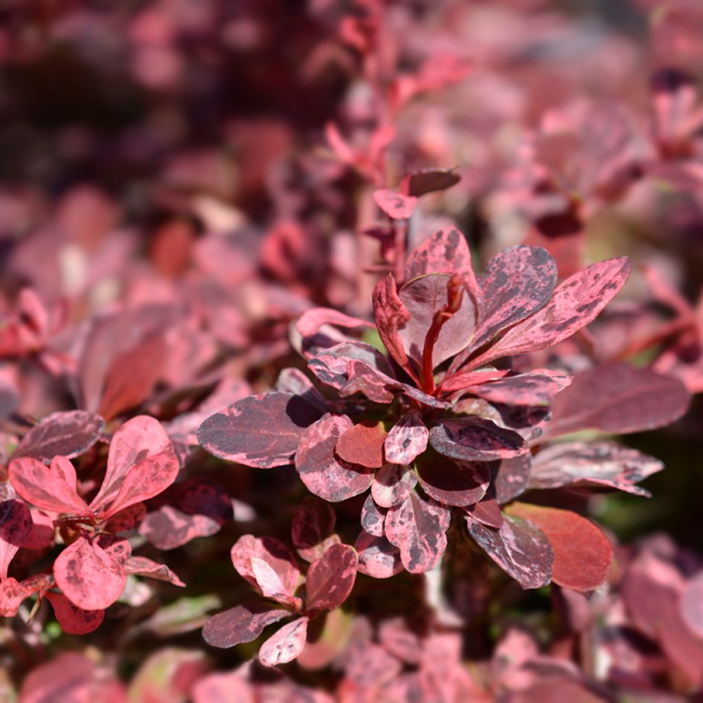 Berberis thunbergii Harlequin - Crespino giapponese