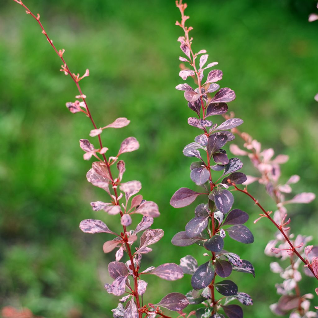 Berberis thunbergii Harlequin - Crespino giapponese