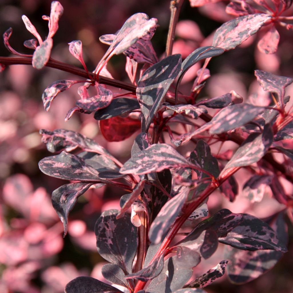 Berberis thunbergii Harlequin - Crespino giapponese