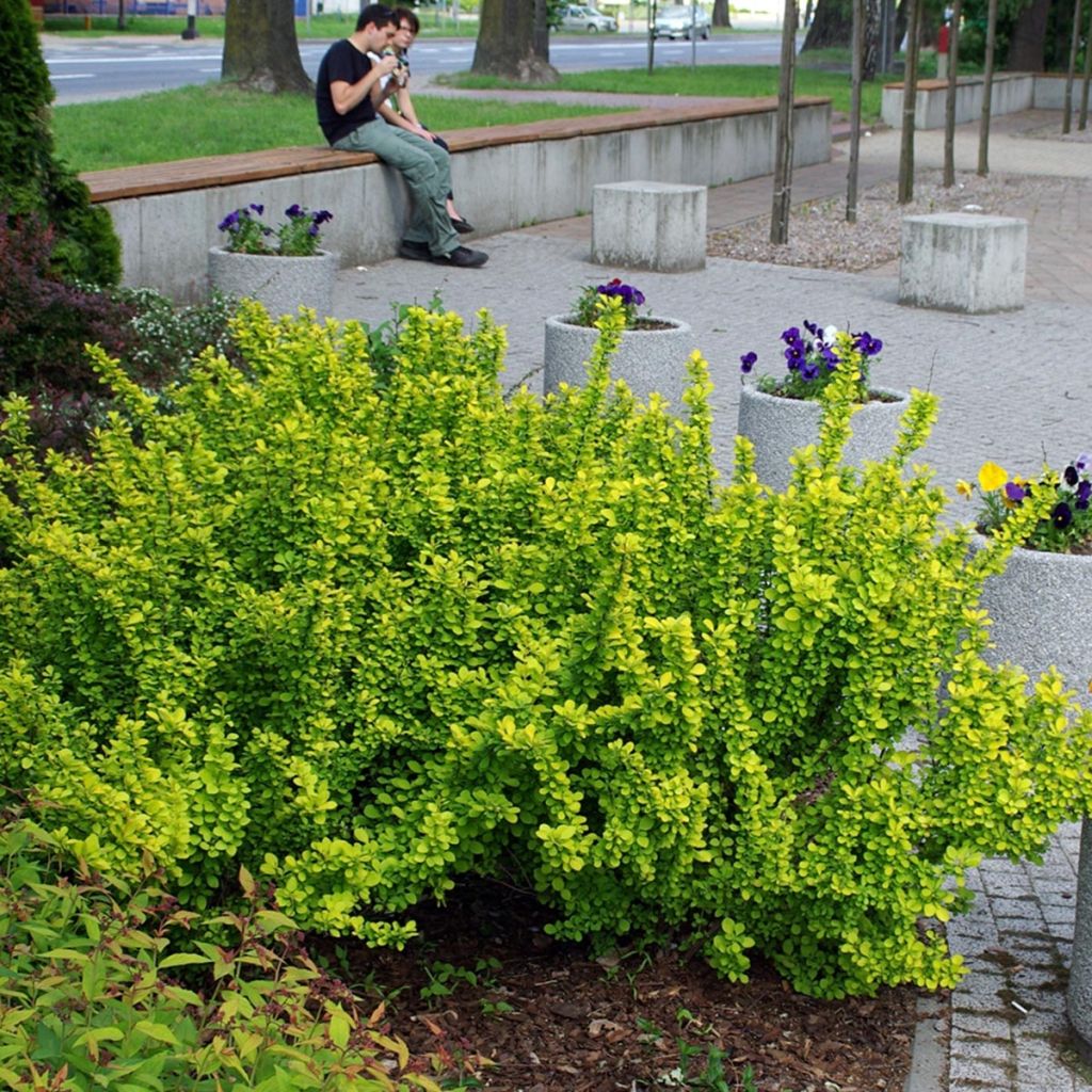 Berberis thunbergii Maria - Crespino giapponese