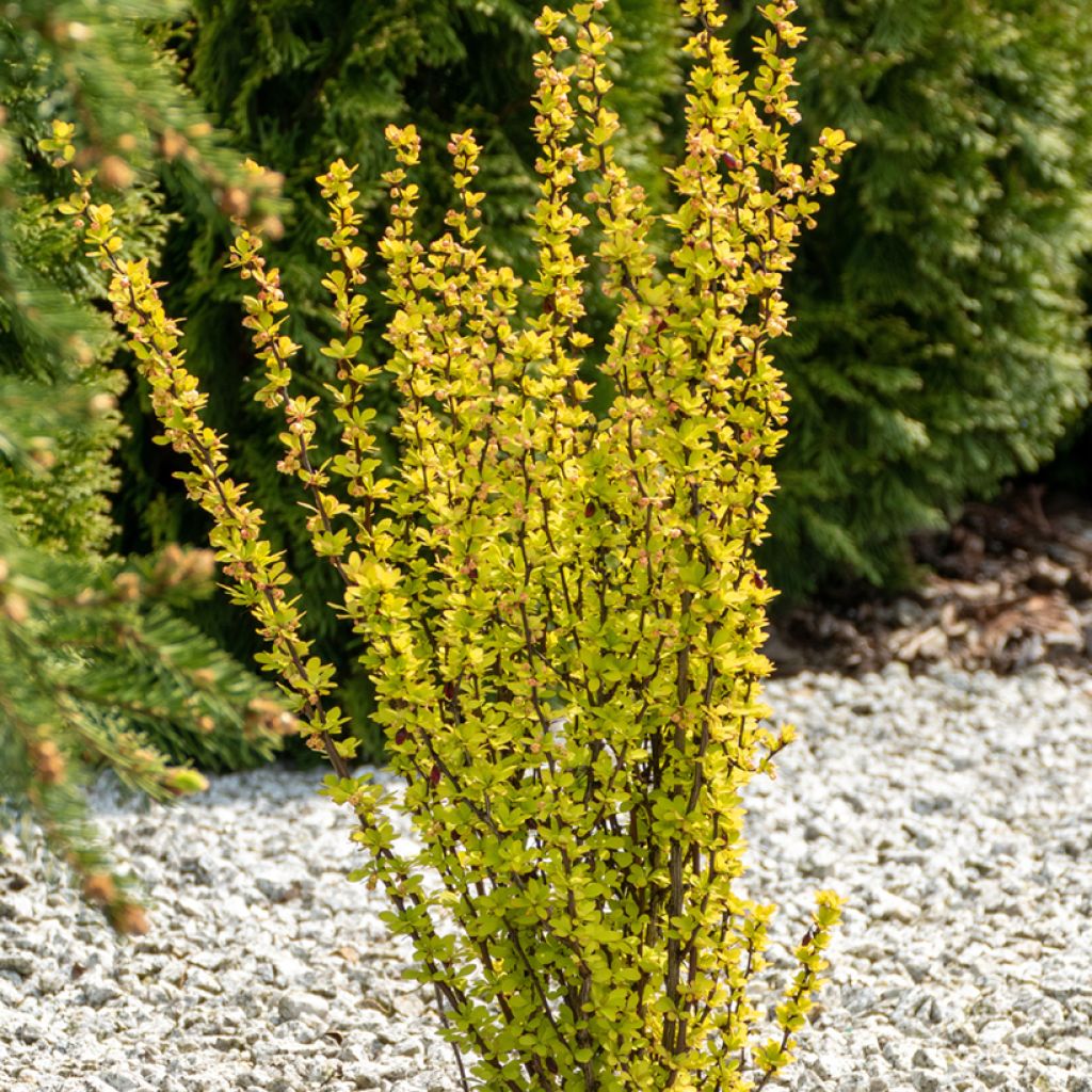 Berberis thunbergii Maria - Crespino giapponese