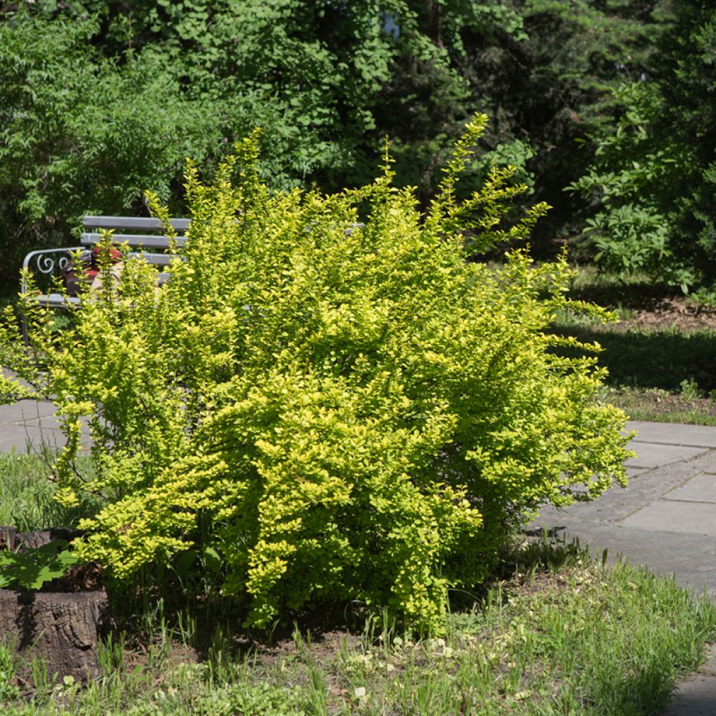 Berberis thunbergii Maria - Crespino giapponese