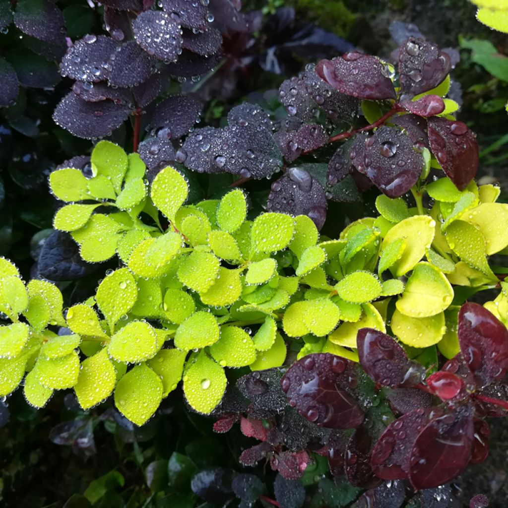 Berberis thunbergii Maria - Crespino giapponese