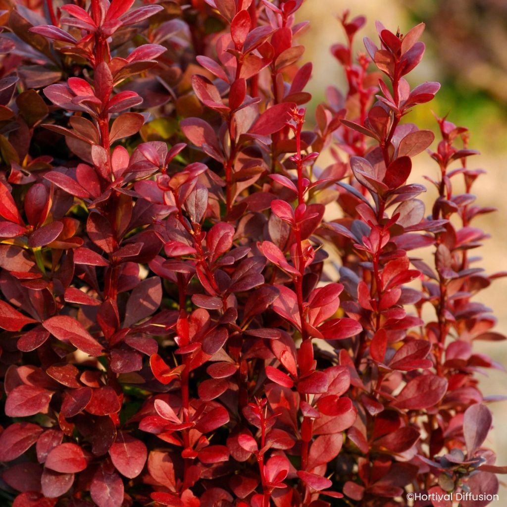 Berberis thunbergii Red Torch - Crespino giapponese