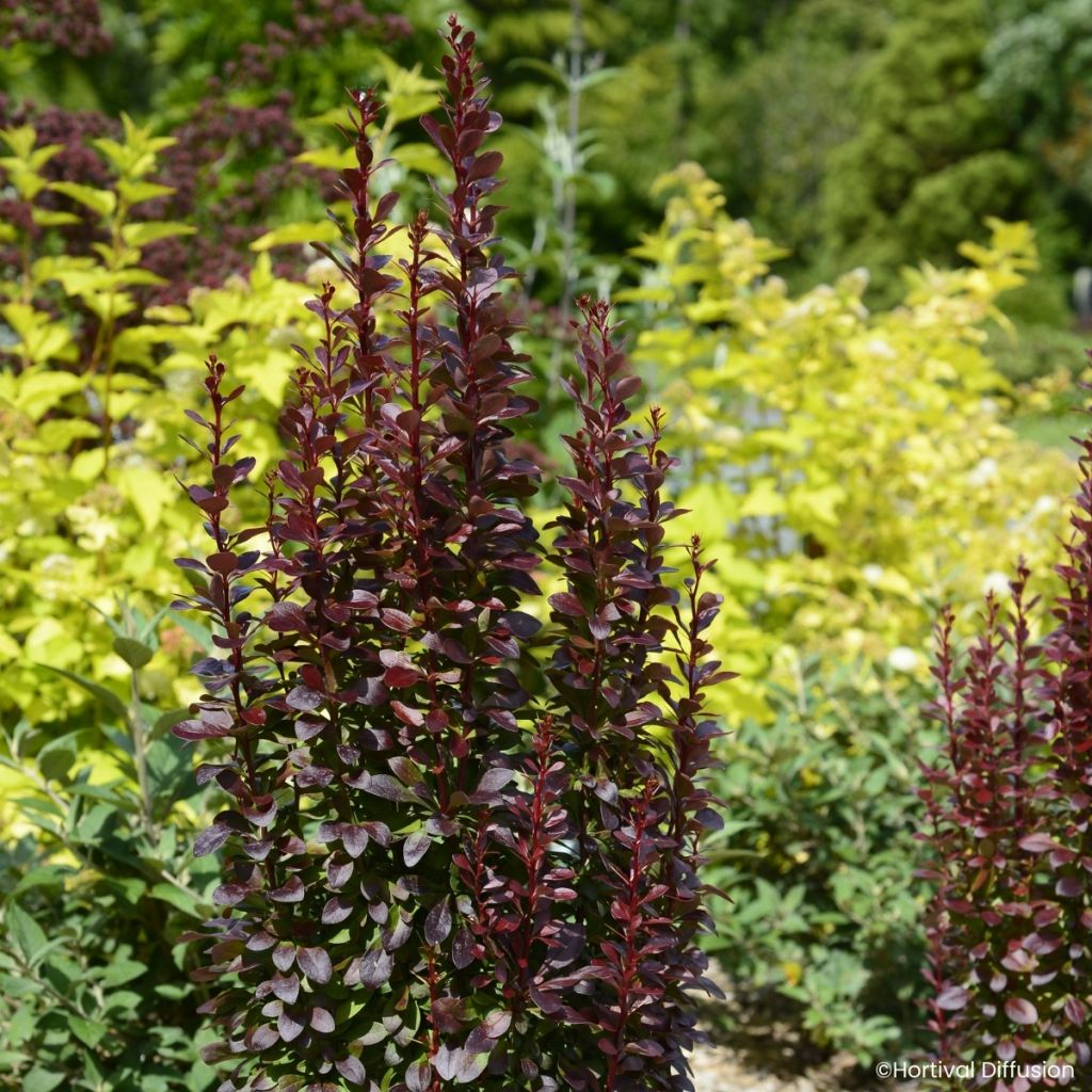 Berberis thunbergii Red Torch - Crespino giapponese
