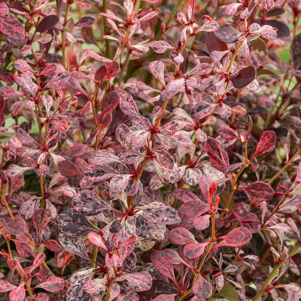 Berberis thunbergii Pink Pillar - Crespino giapponese