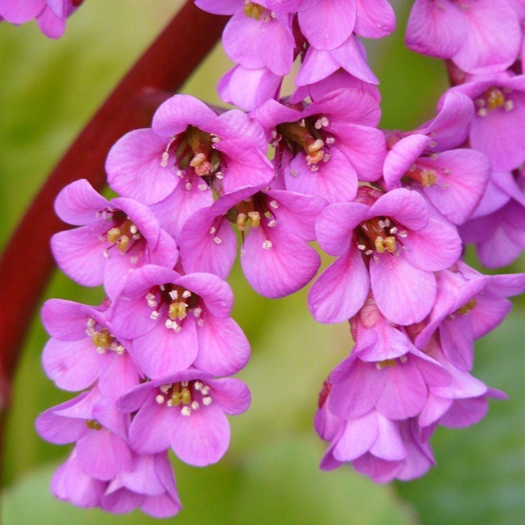 Bergenia Winterglut