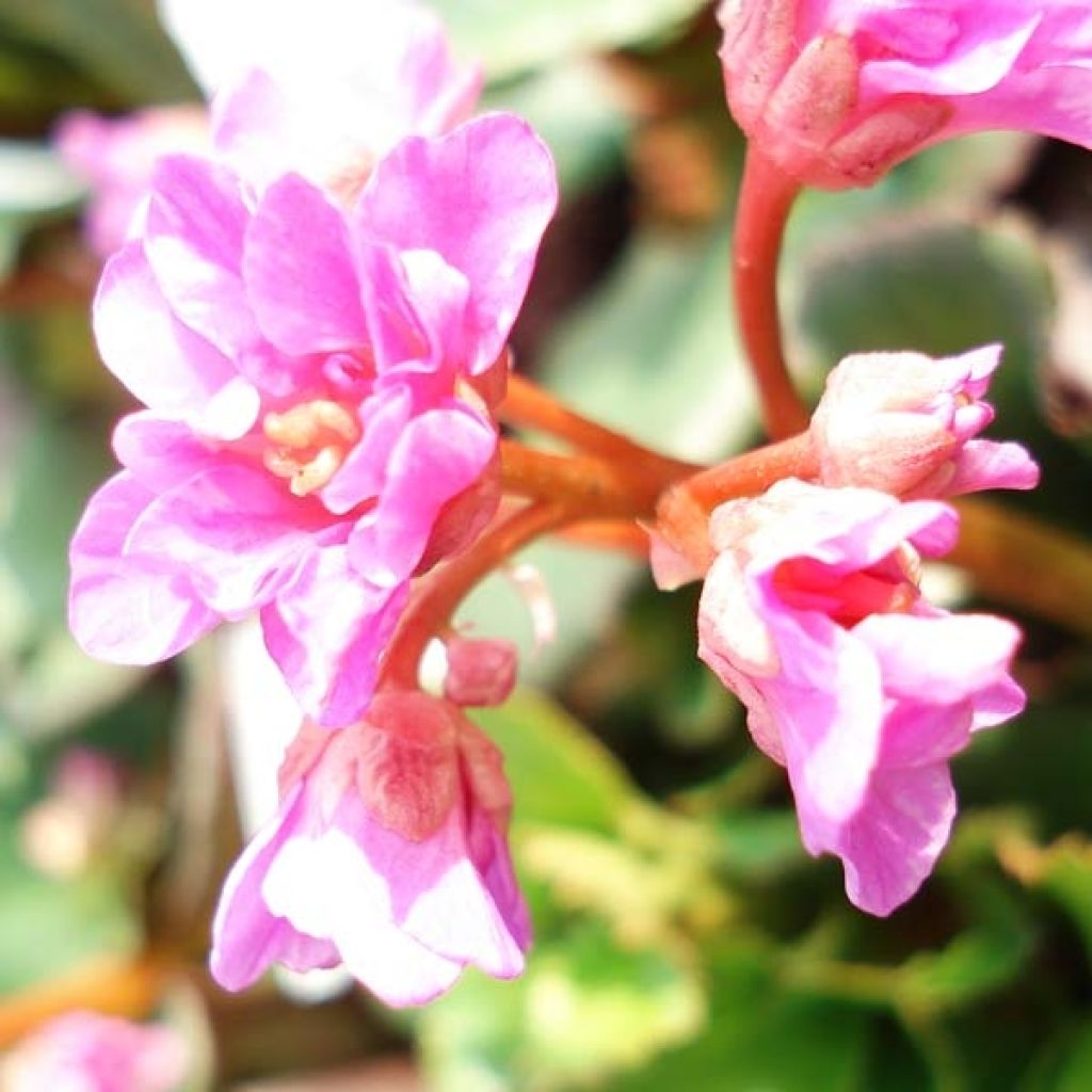 Bergenia cordifolia
