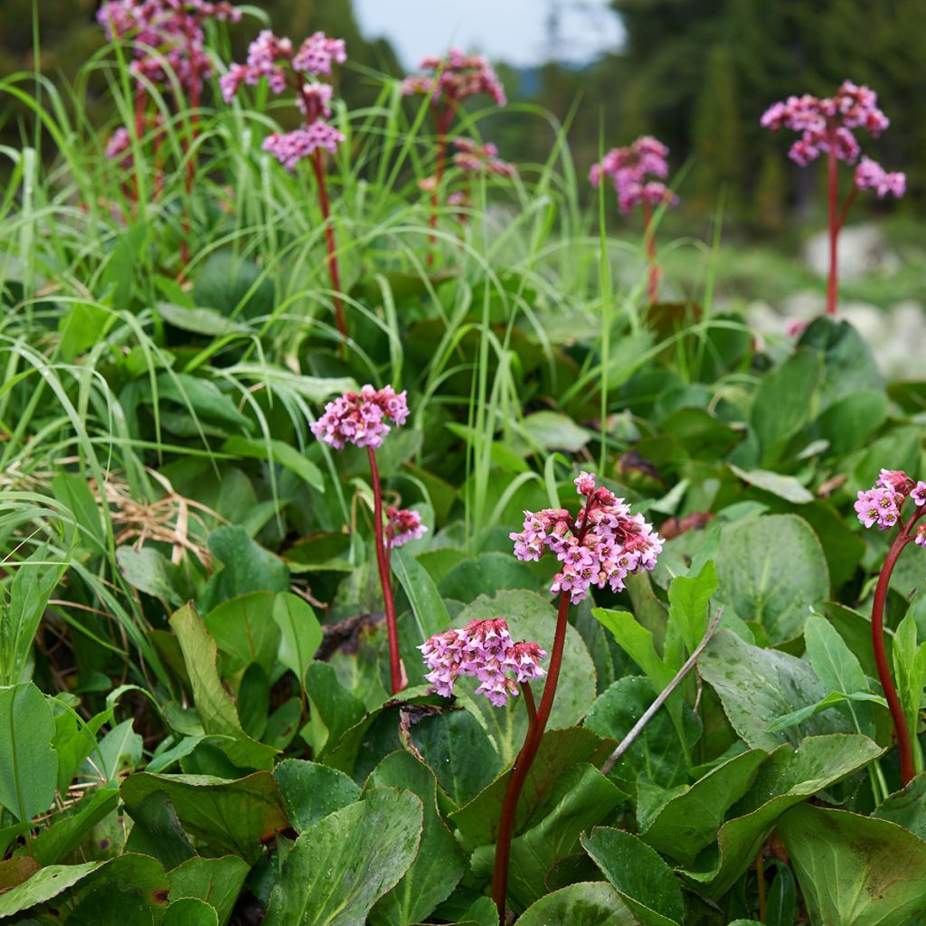 Bergenia cordifolia