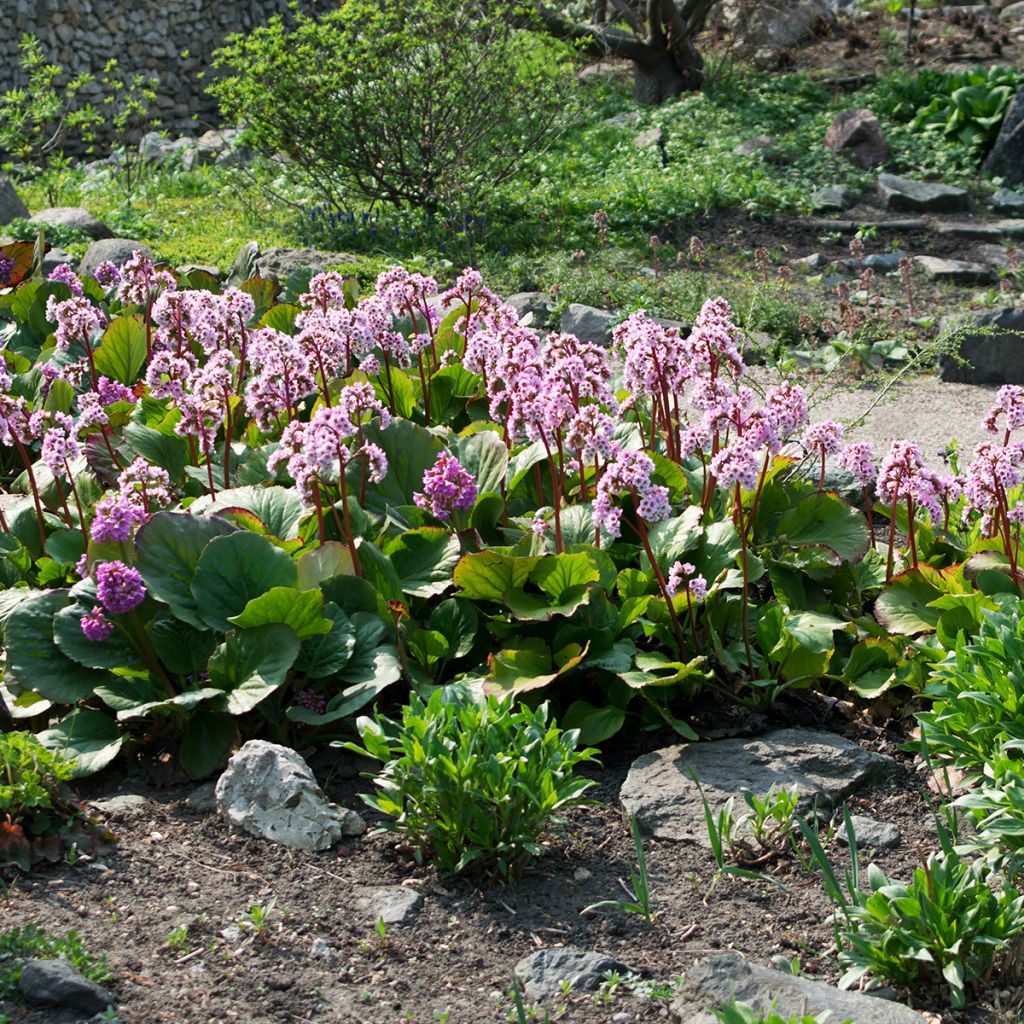 Bergenia cordifolia