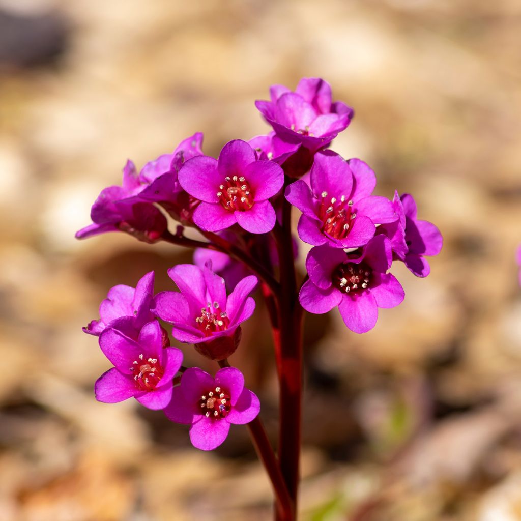 Bergenia cordifolia Eroïca