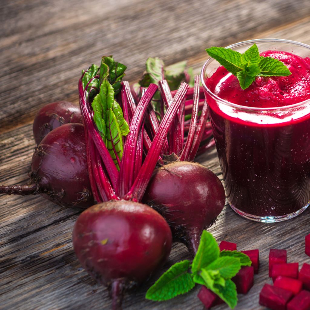 Barbabietola rossa De Detroit Améliorée 2 race Bolivar