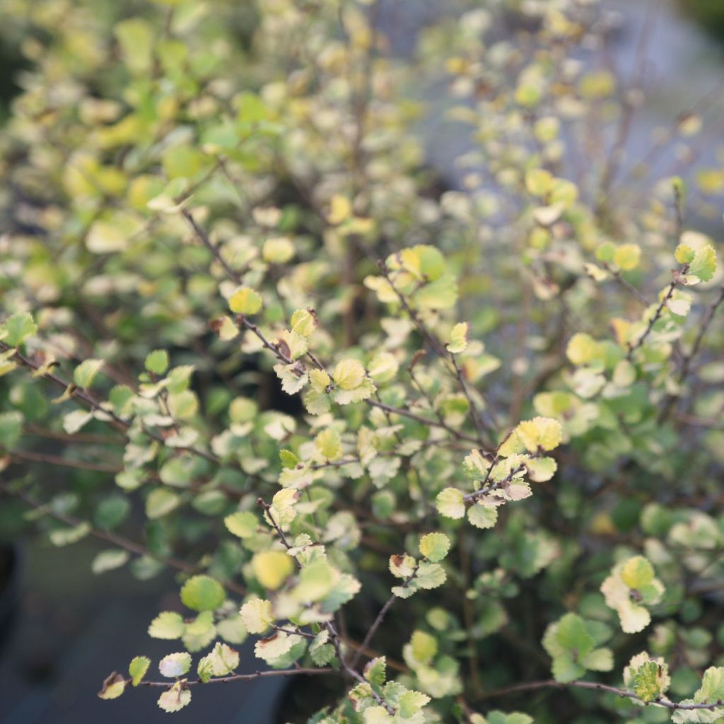 Betula nana Golden Treasure - Betulla nana