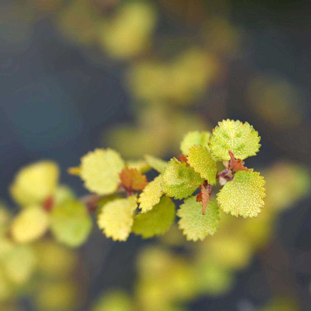 Betula nana Golden Treasure - Betulla nana