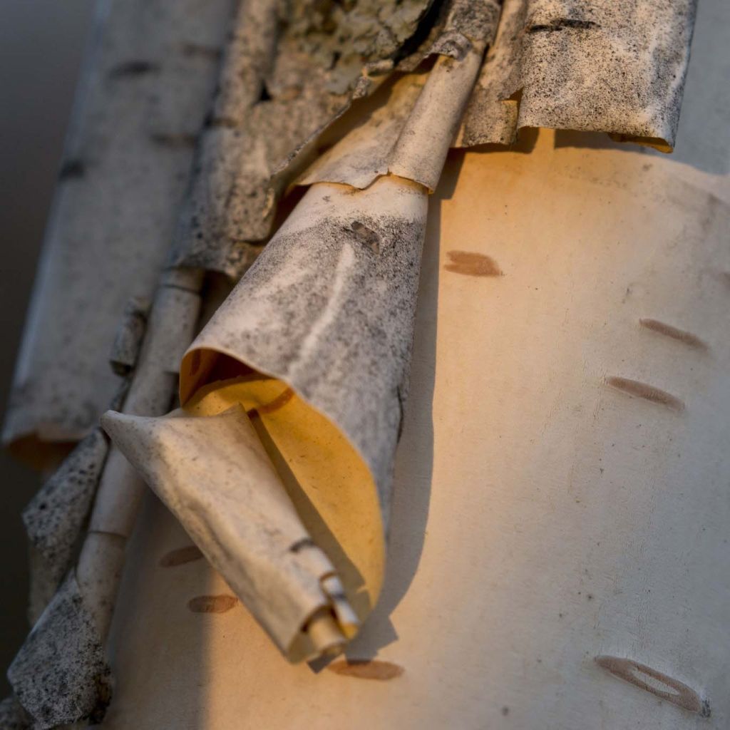 Betula papyrifera - Betulla da carta