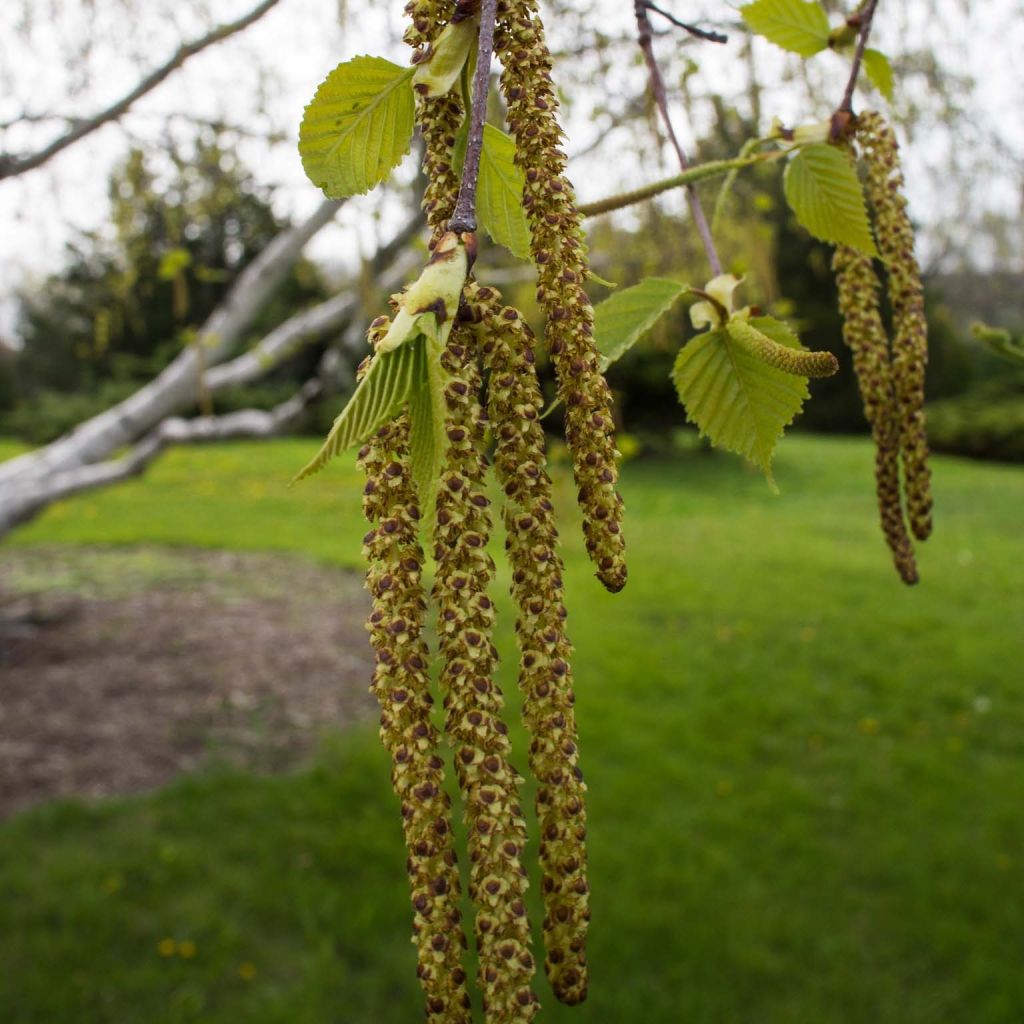Betula papyrifera - Betulla da carta