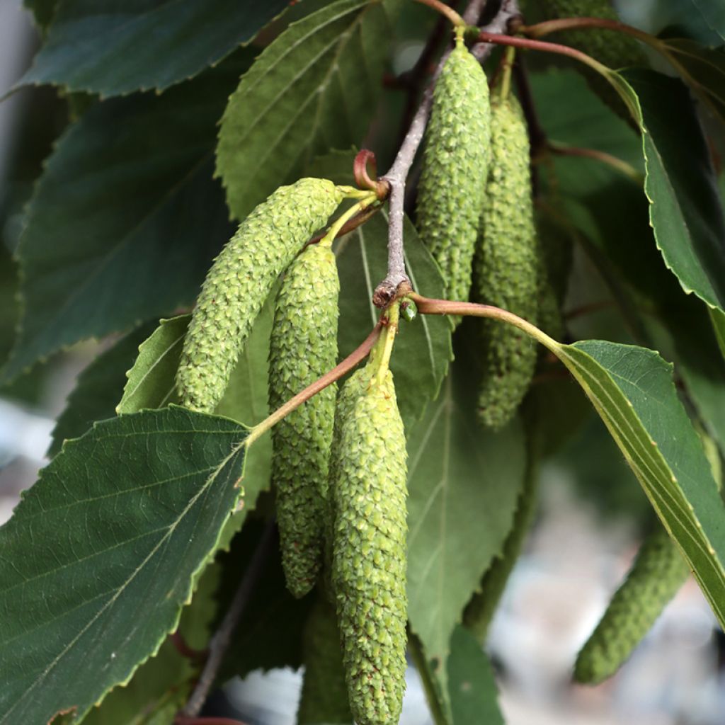 Betula papyrifera - Betulla da carta