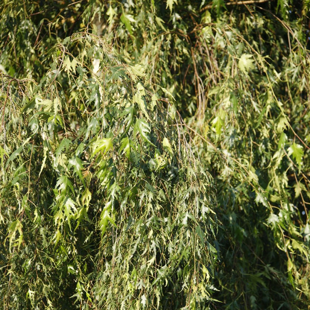 Betula pendula Gracilis - Betulla bianca