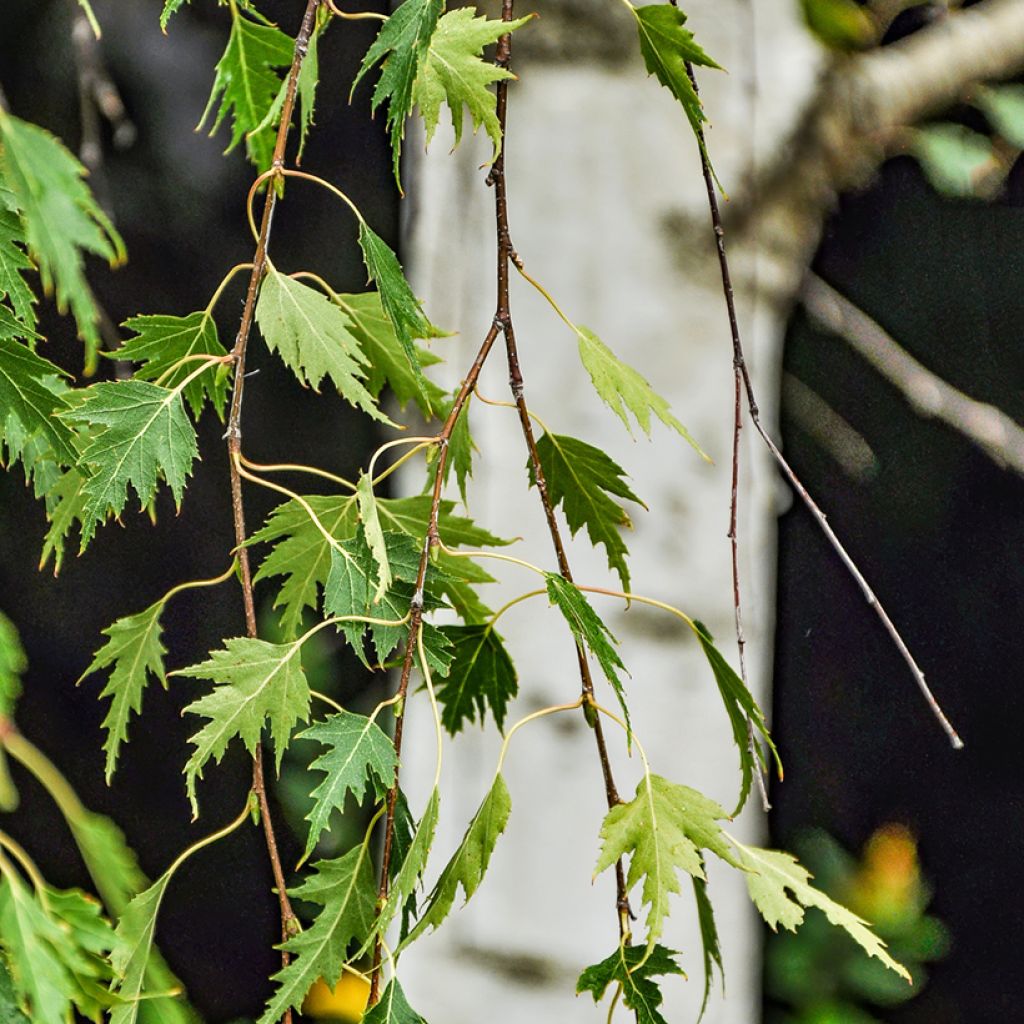Betula pendula Gracilis - Betulla bianca