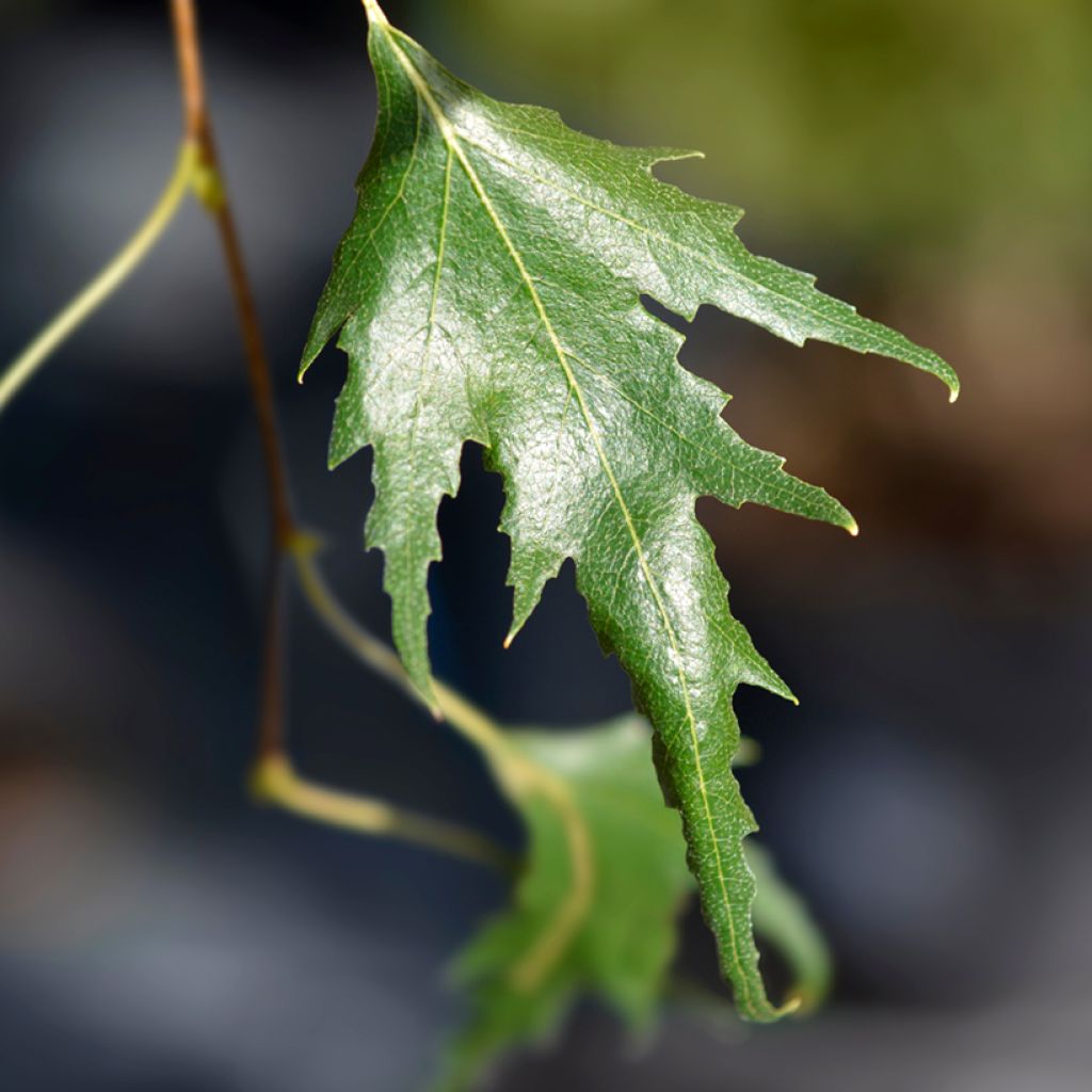 Betula pendula Gracilis - Betulla bianca