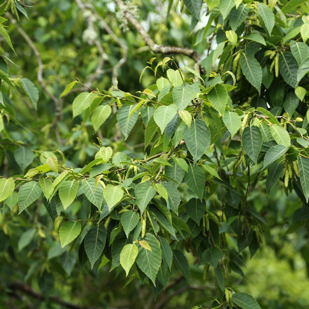 Betula utilis var. prattii - Betulla dell’Himalaya