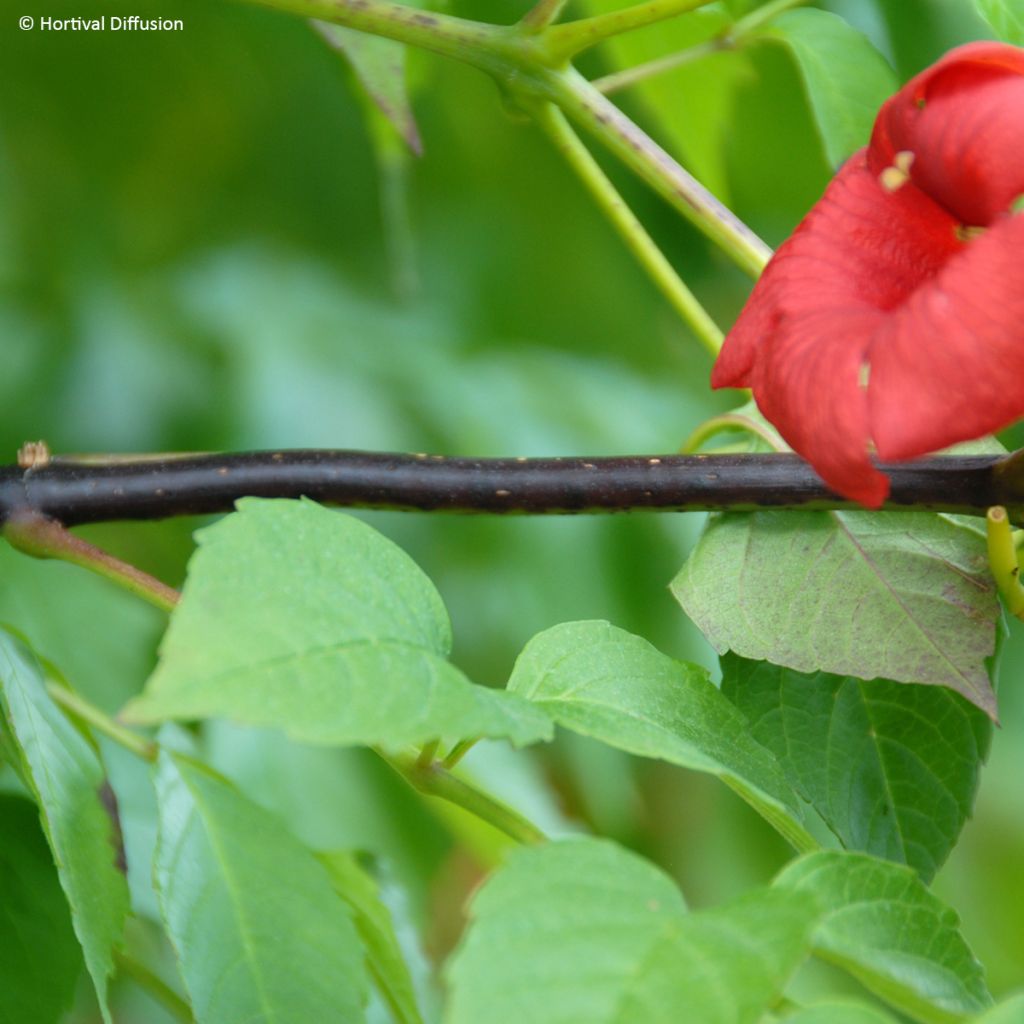 Campsis x tagliabuana Ebony & Red - Bignonia