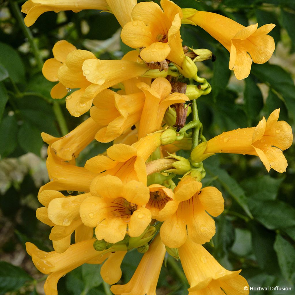 Campsis tagliabuana Golden Trumpet - Bignonia