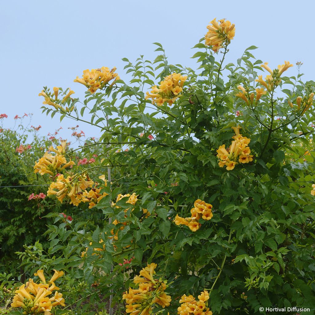 Campsis tagliabuana Golden Trumpet - Bignonia