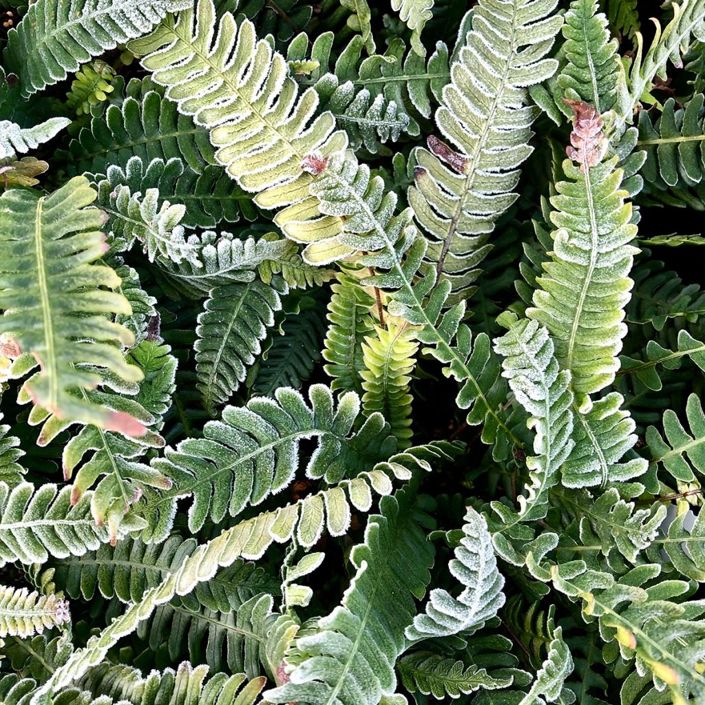 Blechnum spicant - Fougère pectinée